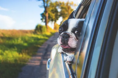 Dog looking out of a car window