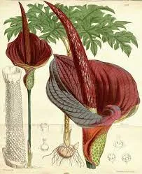 Plante Konjac