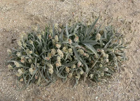Psyllium